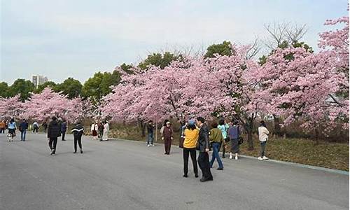 顾村公园樱花节简介_顾村公园樱花节简介图片