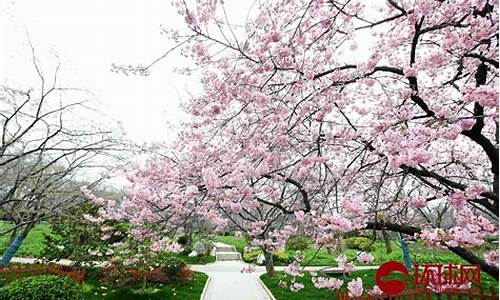 莲花池公园樱花开了吗_莲花池公园樱花开了吗现在